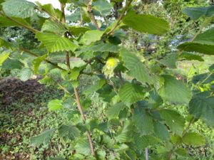 ヘーゼルナッツ