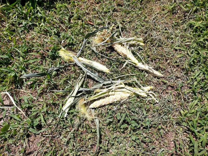 ハクビシンの被害