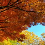紅葉